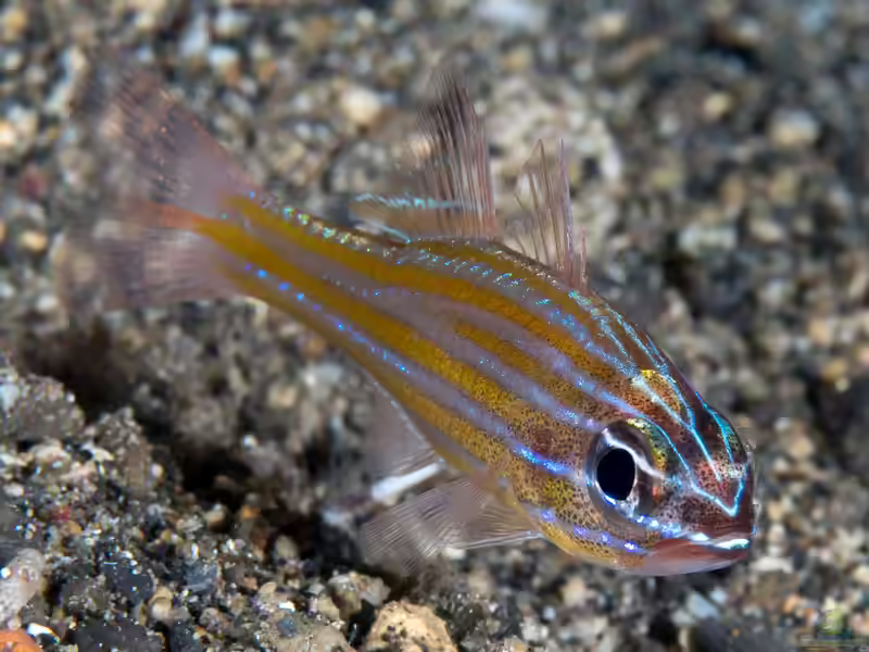 Ostorhinchus wassinki im Aquarium halten (Einrichtungsbeispiele für Kupang-Kardinalbarsch)