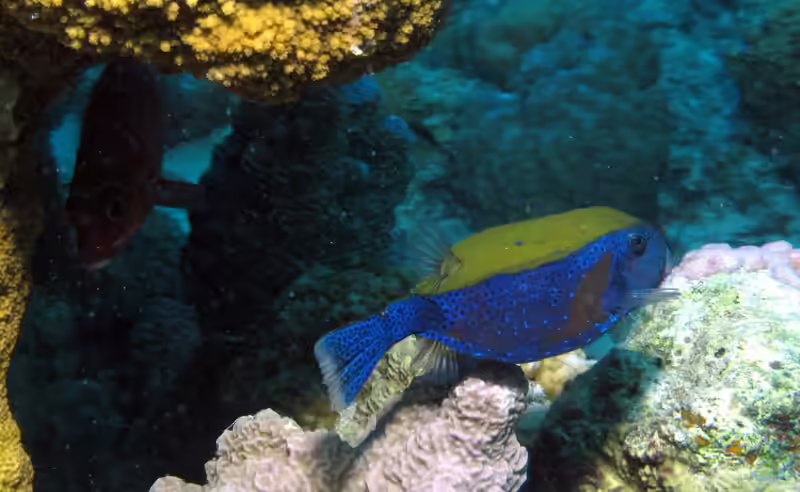 Ostracion cyanurus im Aquarium halten (Einrichtungsbeispiele für Blauschwanz-Kofferfisch)