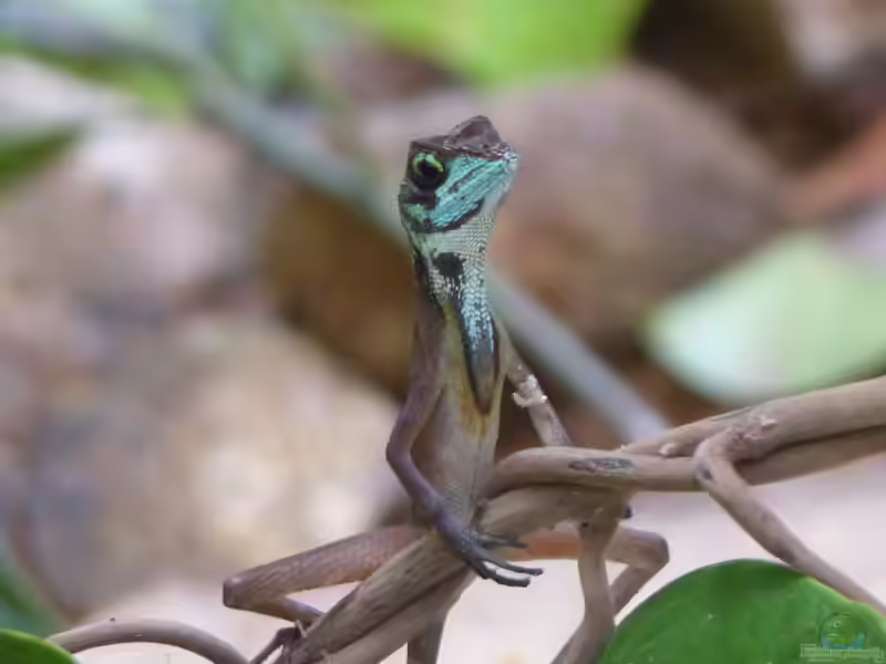 Otocryptis wiegmanni im Terrarium pflanzen (Einrichtungsbeispiele mit Känguruagame)