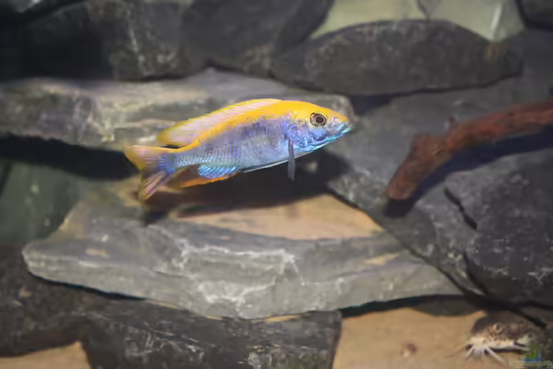 Otopharynx lithobates: Haltung, Pflege und Zucht im Aquarium (Einrichtungsbeispiele mit Otopharynx lithobates)