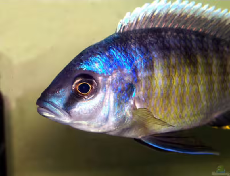 Einrichtungsbeispiele für Otopharynx tetraspilus