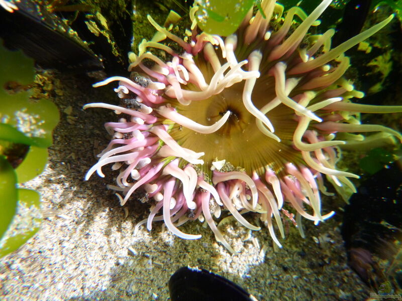 Oulactis magna im Aquarium halten (Einrichtungsbeispiele für Große Ufer-Anemone)  - Oulactis-magnaaquarium