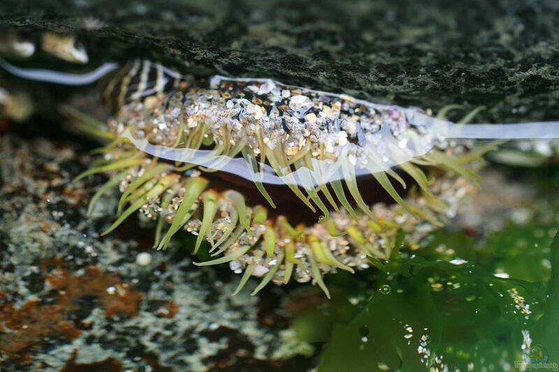 Oulactis muscosa im Aquarium halten (Einrichtungsbeispiele für Gesprenkelte Sandanemone)  - Oulactis-muscosaaquarium