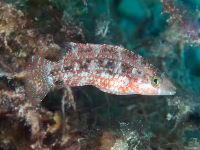 Oxycheilinus celebicus im Aquarium halten (Einrichtungsbeispiele für Celebes-Lippfisch)