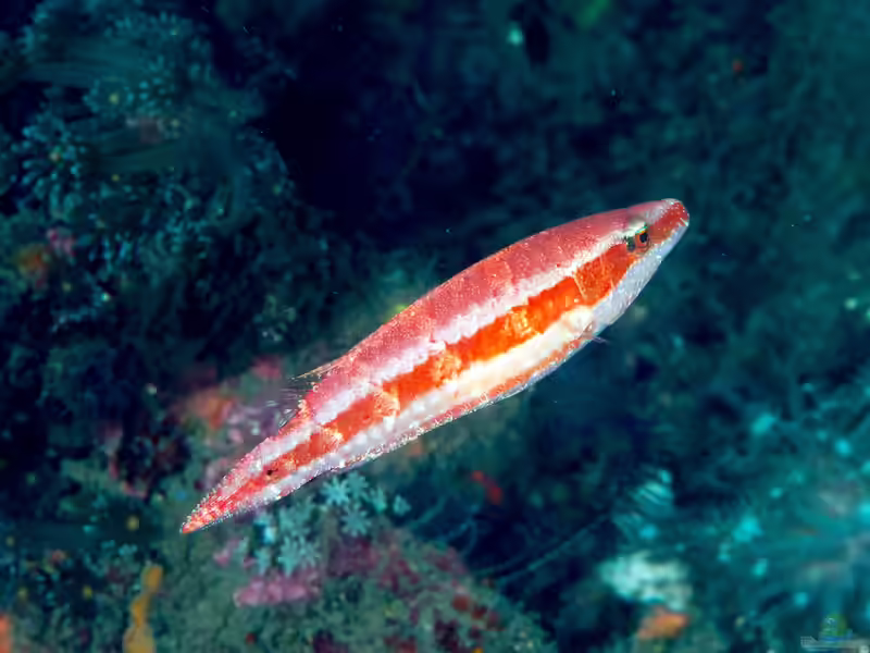 Oxycheilinus orientalis im Aquarium halten (Einrichtungsbeispiele für Orientalischer Prachtlippfisch)