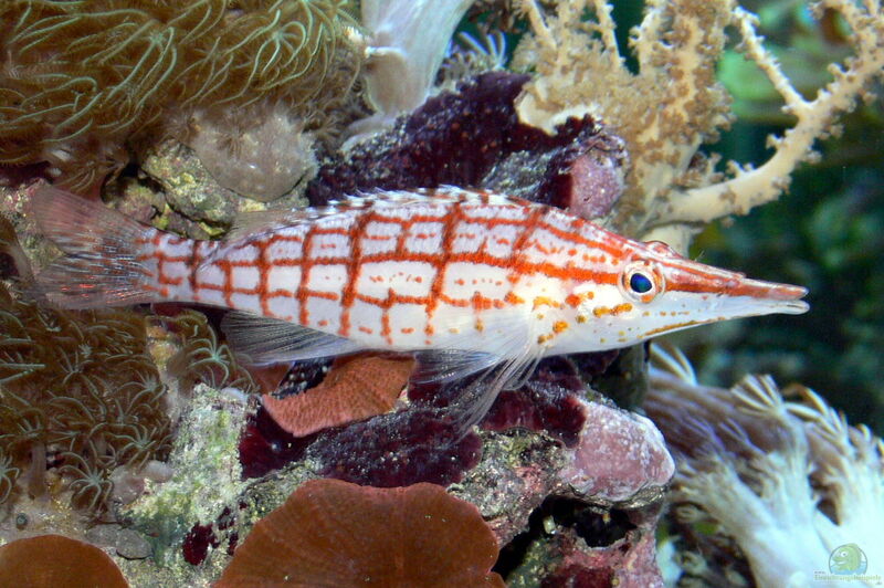 Oxycirrhites typus im Aquarium halten (Einrichtungsbeispiele für Langschnäuziger Korallenwächter)  - Oxycirrhites-typusaquarium
