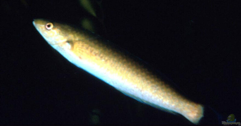 Oxyjulis californica im Aquarium halten (Einrichtungsbeispiele für Californien Lippfisch)