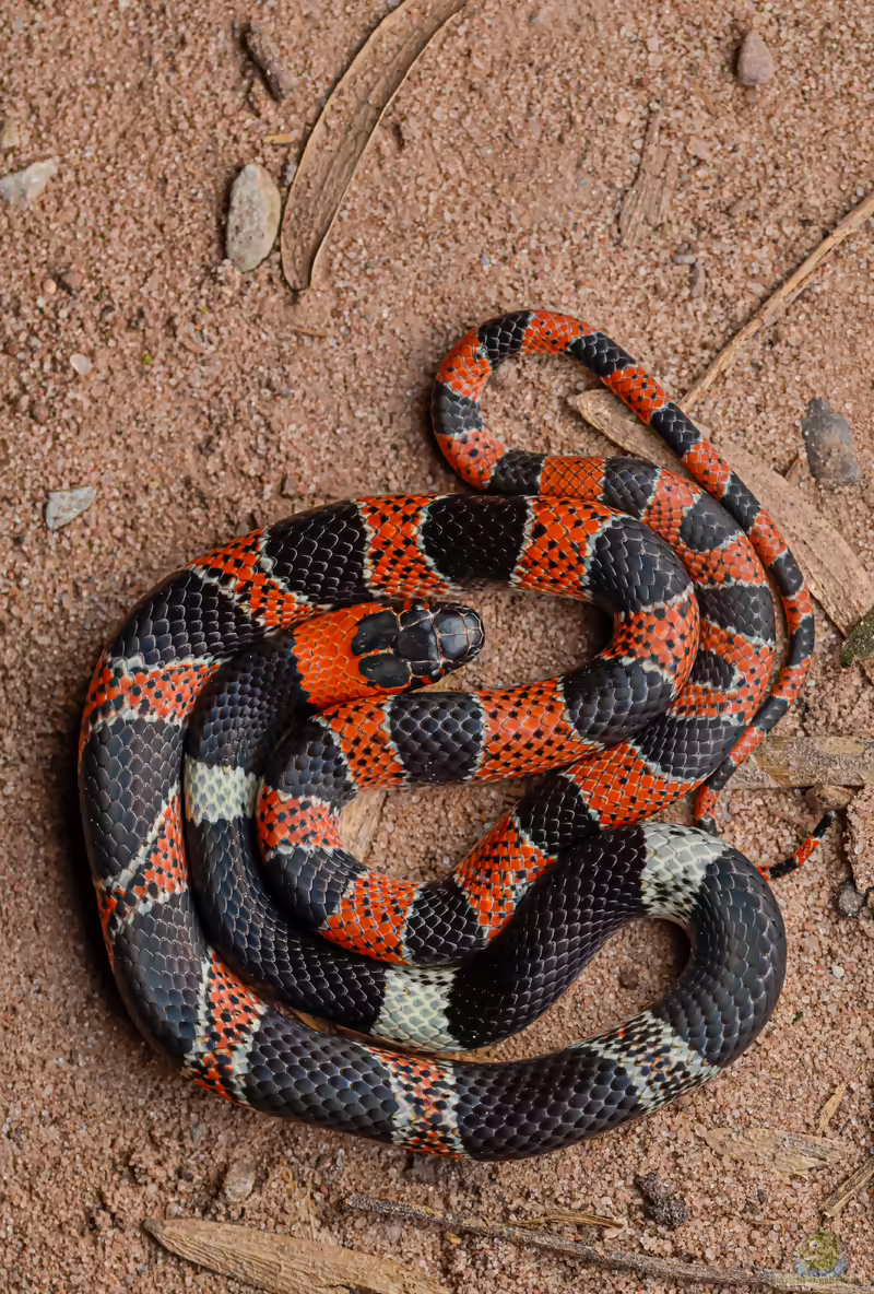Amazonas-Mondnatter: Oxyrhopus rhombifer im Terrarium halten (Einrichtungsbeispiele mit Oxyrhopus rhombifer)