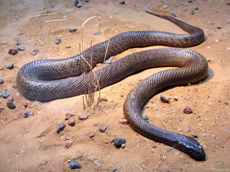 Oxyuranus microlepidotus: Inlandtaipan im Terrarium halten (Einrichtungsbeispiele mit Inlandtaipan)