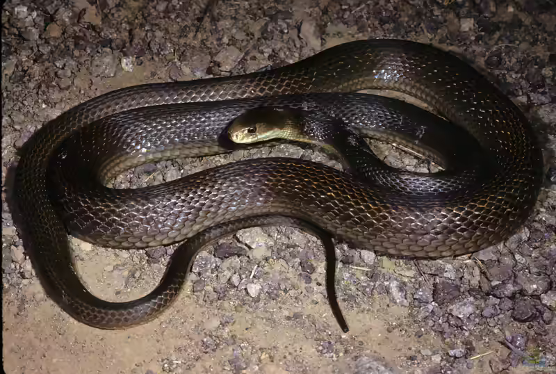 Oxyuranus scutellatus: Küstentaipan im Terrarium halten (Einrichtungsbeispiele mit Küstentaipanen)