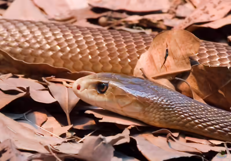 Oxyuranus temporalis: Zentralaustralischer Taipan im Terrarium halten (Einrichtungsbeispiele mit Zentralaustralischen Taipanen)