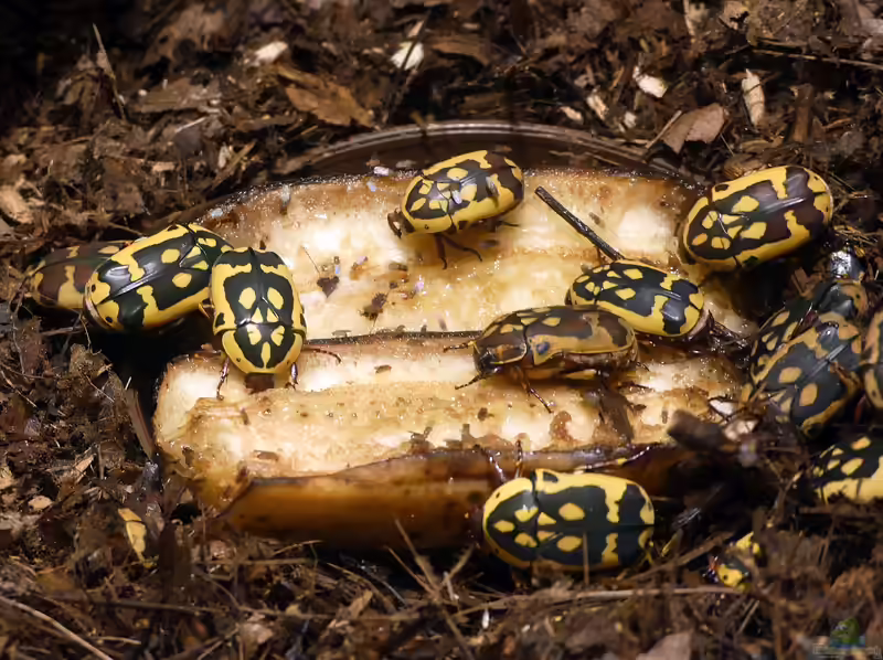 Pachnoda aemula im Terrarium halten (Einrichtungsbeispiele mit Gelber Rosenkäfer)
