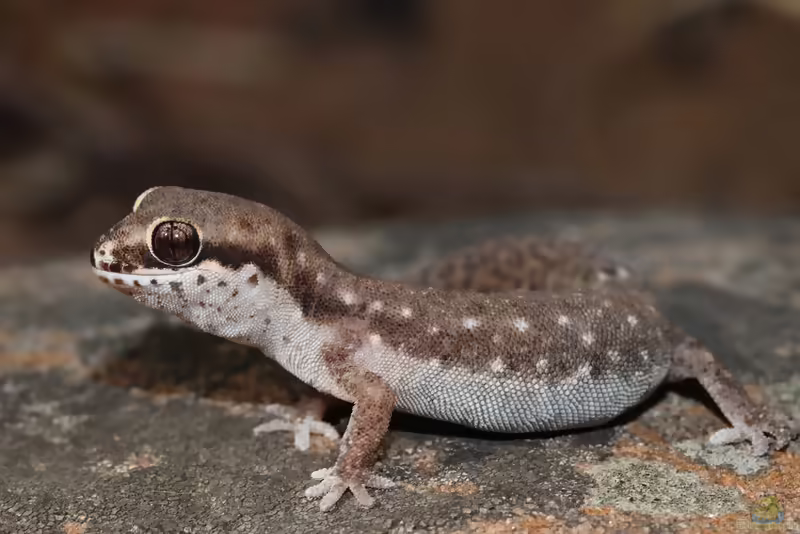 Cradock-Dickfingergecko: Pachydactylus geitje im Terrarium halten (Einrichtungsbeispiele mit Pachydactylus geitje)