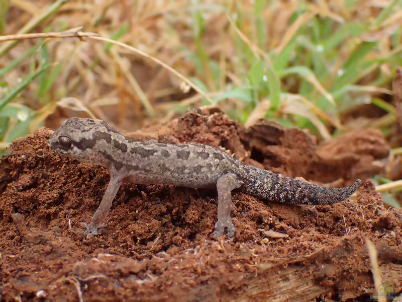 Gefleckter Dickfingergecko: Pachydactylus maculatus im Terrarium halten (Einrichtungsbeispiele mit Pachydactylus maculatus)