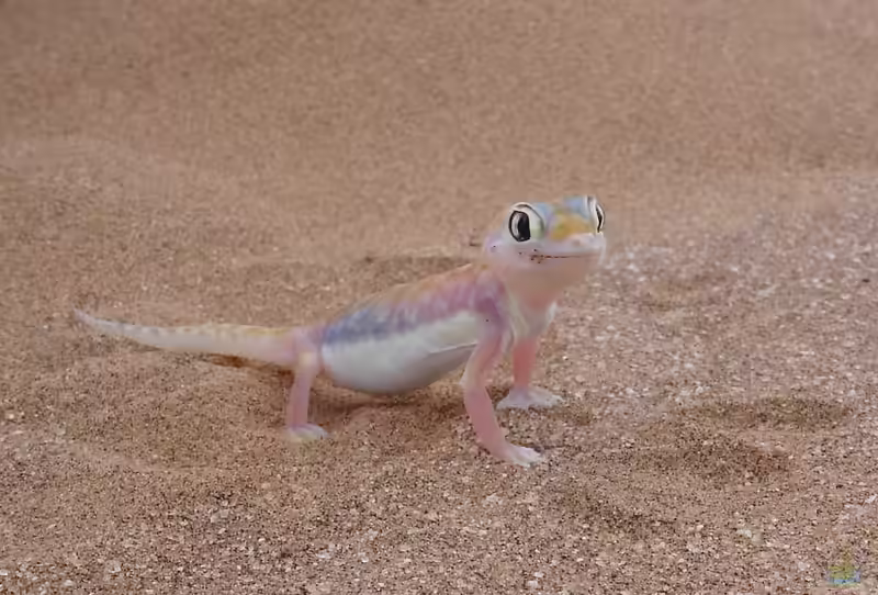 Pachydactylus rangei im Terrarium halten (Einrichtungsbeispiele mit Namibgecko)