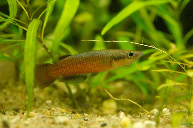 Pachypanchax omalonotus im Aquarium halten (Einrichtungsbeispiele für Madagaskar-Hechtlinge)