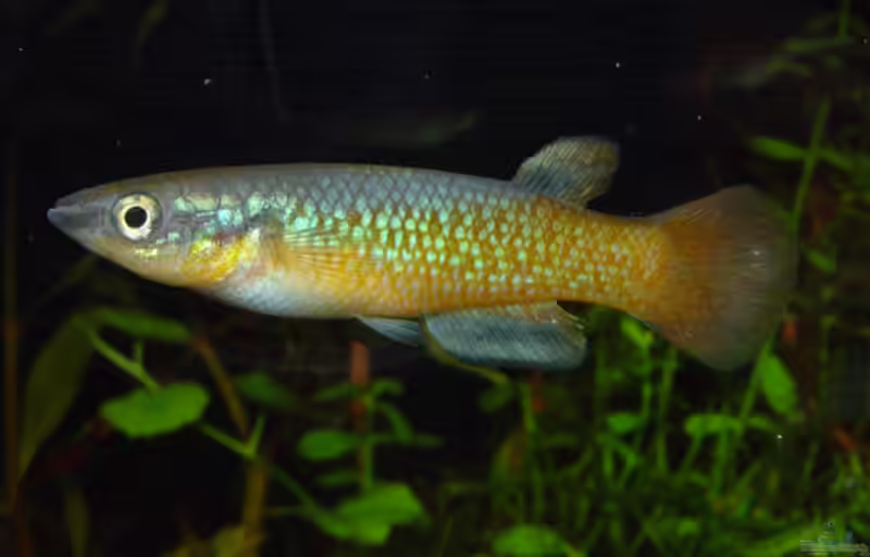 Pachypanchax sakaramyi im Aquarium halten (Einrichtungsbeispiele für Sakaramy-Hechtlinge)