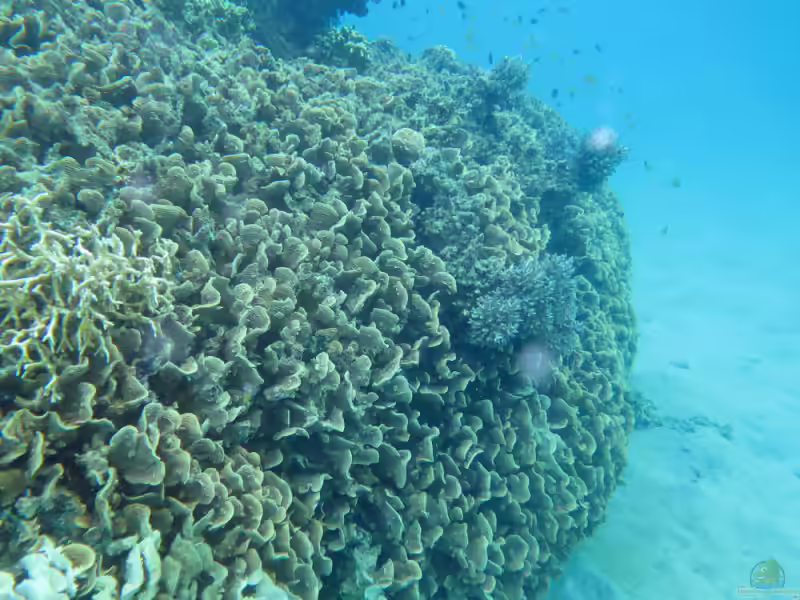 Pachyseris rugosa im Aquarium halten (Einrichtungsbeispiele für Schlangenkoralle)