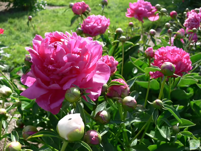 Paeonia lactiflora im Garten pflanzen (Einrichtungsbeispiele mit Asiatische Pfingstrose)
