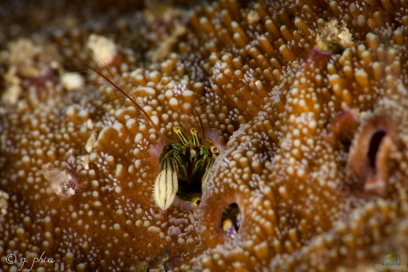 Paguritta gracilipes im Aquarium halten (Einrichtungsbeispiele für Korallen Einsiedlerkrebs)