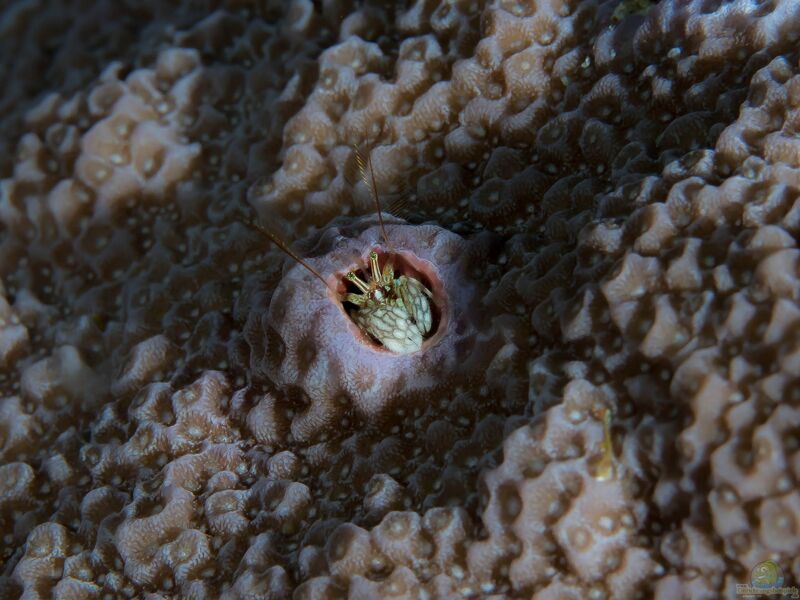 Paguritta harmsi im Aquarium halten (Einrichtungsbeispiele für Korallen Einsiedlerkrebs)  - Paguritta-harmsiaquarium