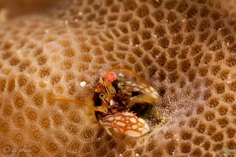 Paguritta morgani im Aquarium halten (Einrichtungsbeispiele für Morgans Korallen-Einsiedlerkrebs)