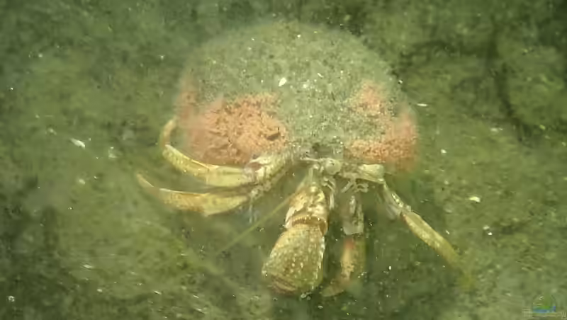 Pagurus bernhardus im Aquarium halten (Einrichtungsbeispiele für Gemeiner Einsiedlerkrebs)