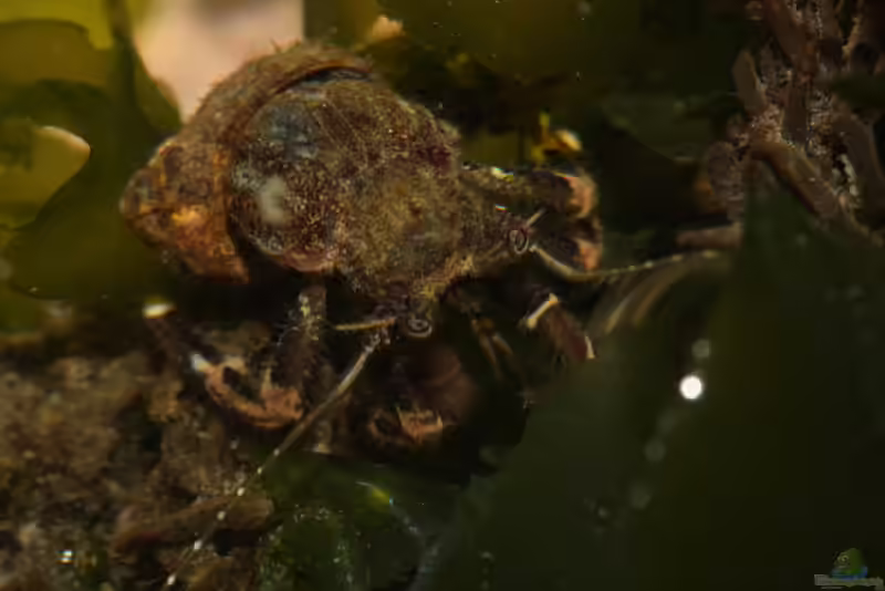 Pagurus hirsutiusculus im Aquarium halten (Einrichtungsbeispiele für Haariger Einsiedlerkrebs)