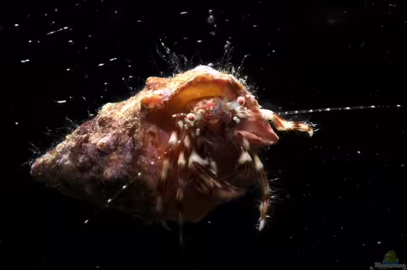 Pagurus provenzanoi im Aquarium halten (Einrichtungsbeispiele für Einsiedlerkrebs)