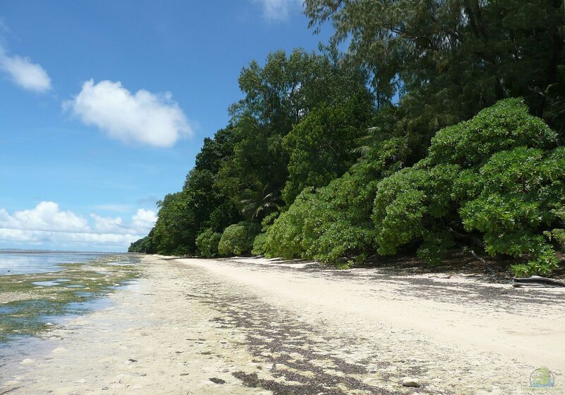 Palau als Herkunftsgebiet tropischer Aquariumfische (Einrichtungsbeispiele mit Zierfischen aus Palau)