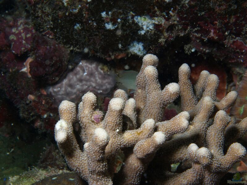 Palauastrea ramosa im Aquarium halten (Einrichtungsbeispiele für Kleinpolypige Steinkoralle)