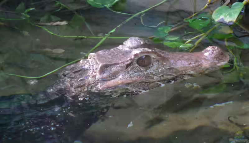 Paleosuchus palpebrosus im Aquarium (Einrichtungsbeispiele mit Brauen Glattstirnkaiman)
