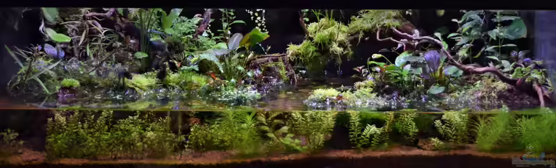 Paludarium - Die faszinierende Verbindung von Aquarium und Terrarium (Einrichtungsbeispiele für Paludarien)