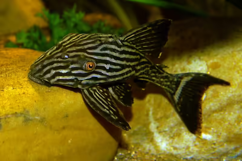 Panaque im Aquarium (Einrichtungsbeispiele mit Panaque-Arten)