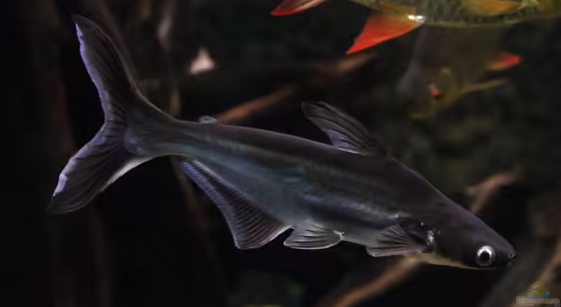 Pangasius hypophthalmu im Aquarium halten (Einrichtungsbeispiele mit Haiwelsen)