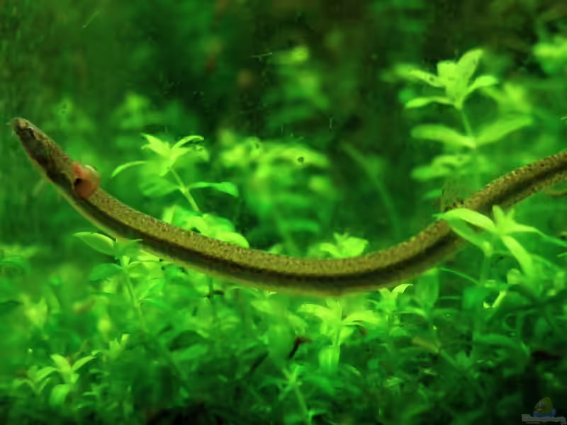 Pangio shelfordii im Aquarium halten (Einrichtungsbeispiele mit Shelfords Dornauge)