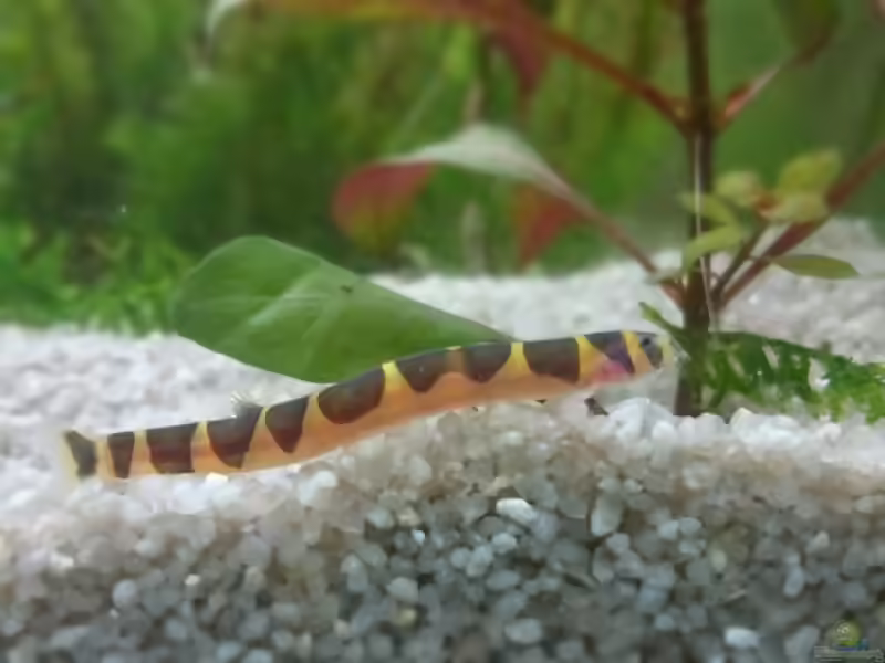 Die Gattung Pangio: Dornaugen als faszinierende Bodenbewohner im Aquarium (Einrichtungsbeispiele mit Dornaugen)