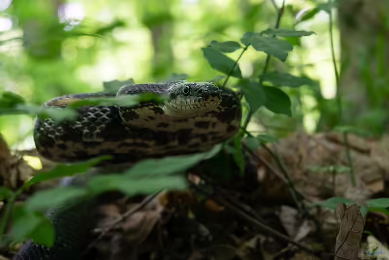 Pantherophis alleghaniensis im Terrarium halten (Einrichtungsbeispiele mit Gelbe Erdnatter)