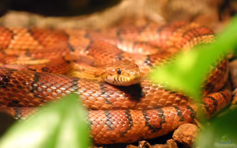 Pantherophis guttatus im Terrarium halten (Einrichtungsbeispiele für Kornnattern)