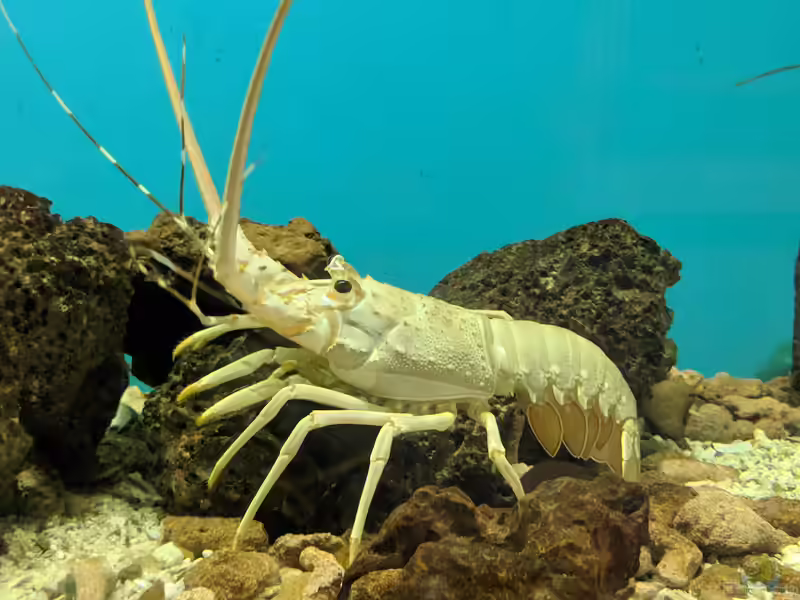Panulirus homarus im Aquarium halten (Einrichtungsbeispiele für Kamm-Languste)