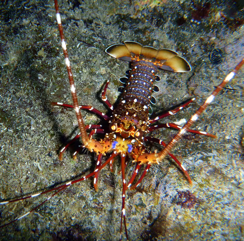 Panulirus longipes im Aquarium halten (Einrichtungsbeispiele für Langbein-Languste)