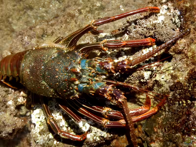 Panulirus marginatus im Aquarium halten (Einrichtungsbeispiele für Hawaii-Languste)
