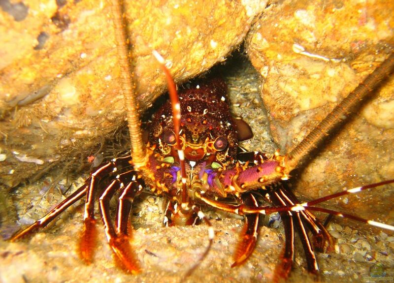 Panulirus penicillatus im Aquarium halten (Einrichtungsbeispiele für Antilopen-Languste)