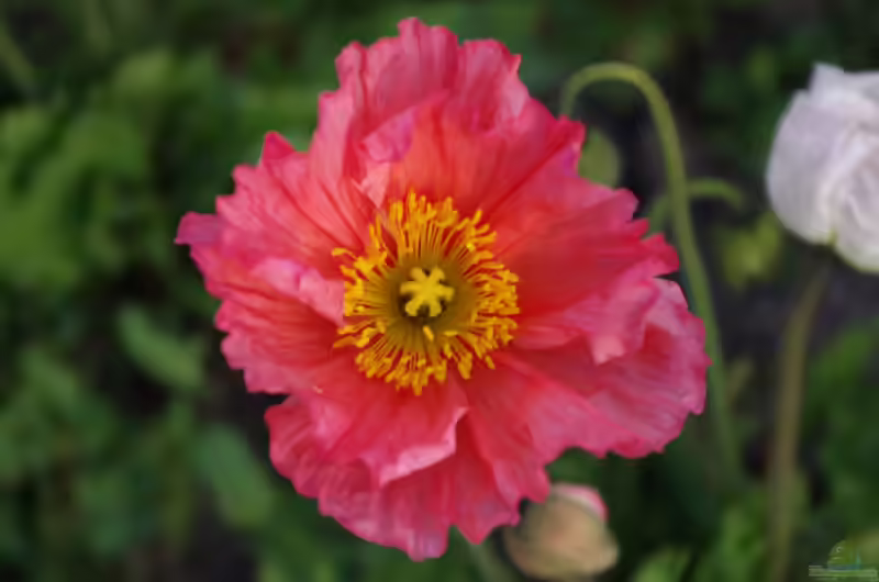 Papaver nudicaule im Garten pflanzen (Einrichtungsbeispiele mit Islandmohn)
