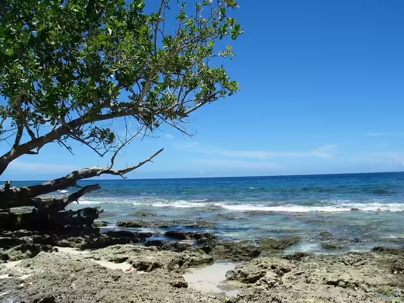 Papua-Neuguinea: Die Bedeutung für Aquaristik und Terraristik (Einrichtungsbeispiele mit Papua-Neuguinea)