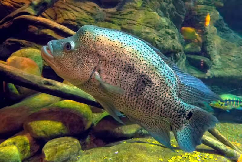 Parachromis dovii im Aquarium halten (Einrichtungsbeispiele für Leopardenbuntbarsch)