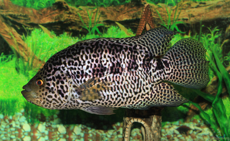 Parachromis managuensis im Aquarium (Einrichtungsbeispiele für Jaguar-Buntbarsche)  - Parachromis-managuensisaquarium