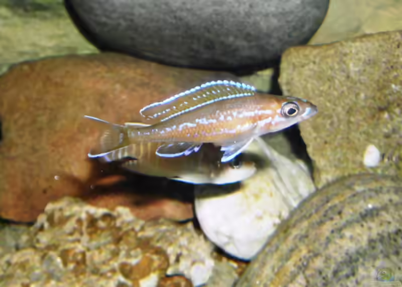 Paracyprichromis: elegante Freiwasser-Cichliden aus dem Tanganjikasee (Einrichtungsbeispiele mit Paracyprichromis-Arten)
