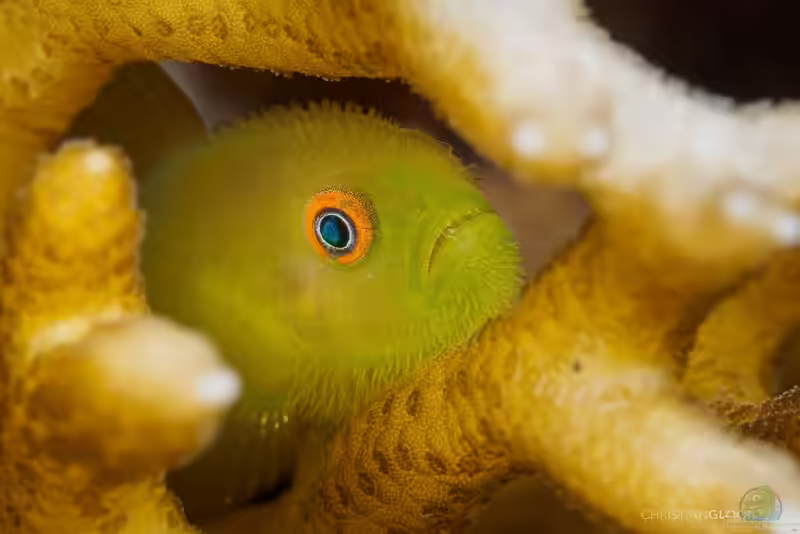 Paragobiodon xanthosoma im Aquarium halten (Einrichtungsbeispiele für Gelbgrüne Korallengrundel)