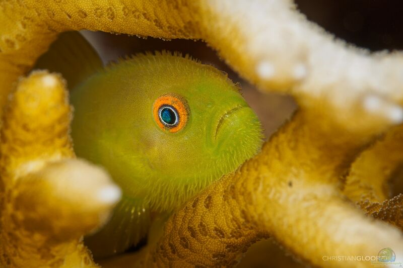 Paragobiodon xanthosoma im Aquarium halten (Einrichtungsbeispiele für Gelbgrüne Korallengrundel)